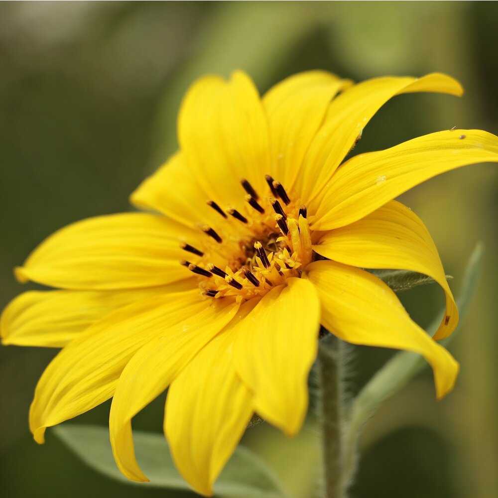 Kleine zonnebloem 'Pacino Gold'