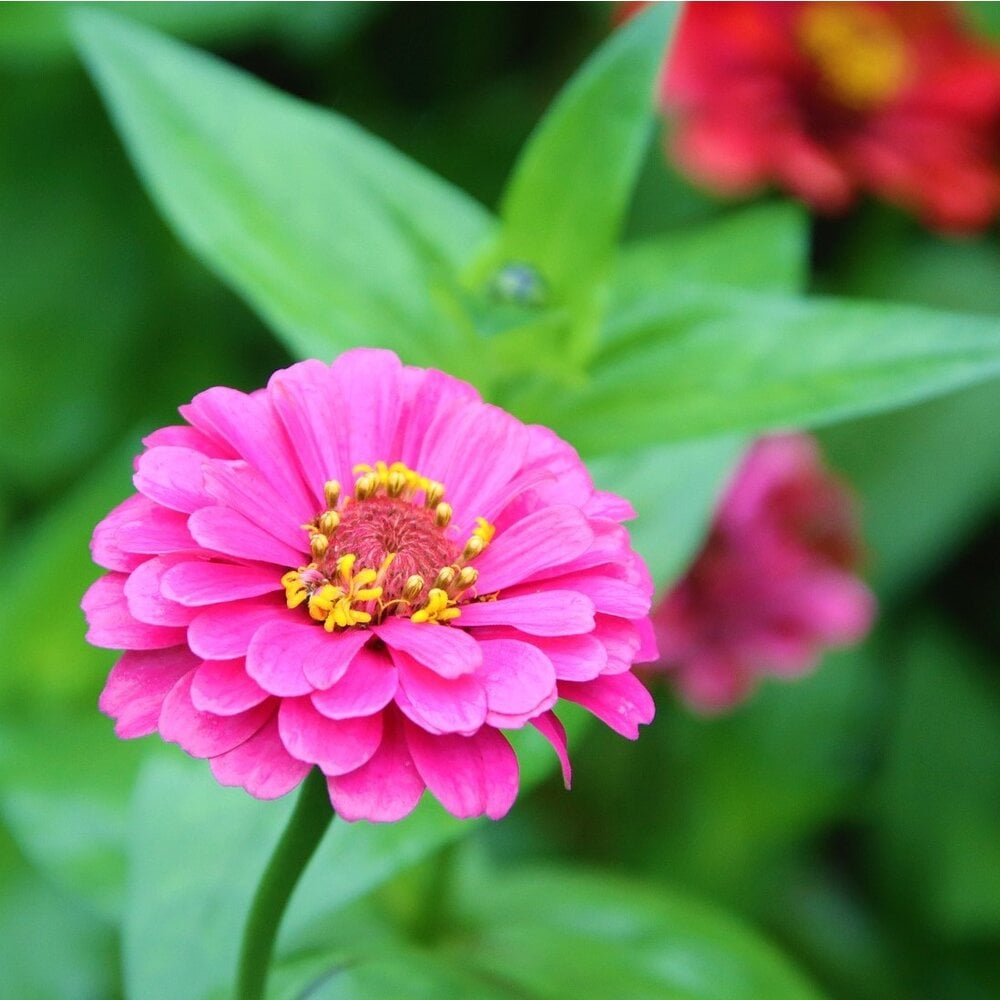 Zinnia 'Giants of California'