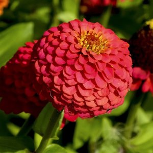 MRS Seeds & Mixtures Zinnia - Dahliabloemig (gemengd) - Zinnia elegans