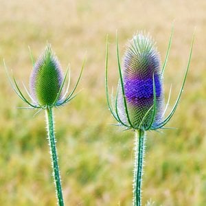 MRS Seeds & Mixtures Weverskaarde  'dipsacus sativus'