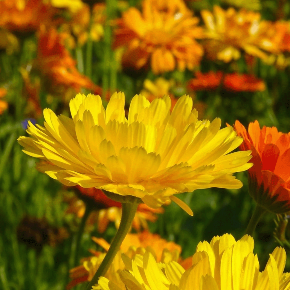 Goudsbloem 'Fiesta Gitana' gemengd - Calendula