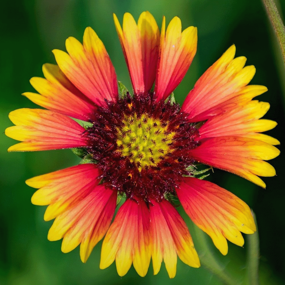 Kokardebloem - Gaillardia aristata