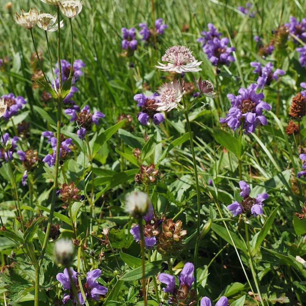 G4 - Bloemrijk Graslandmengsel - Meerjarig