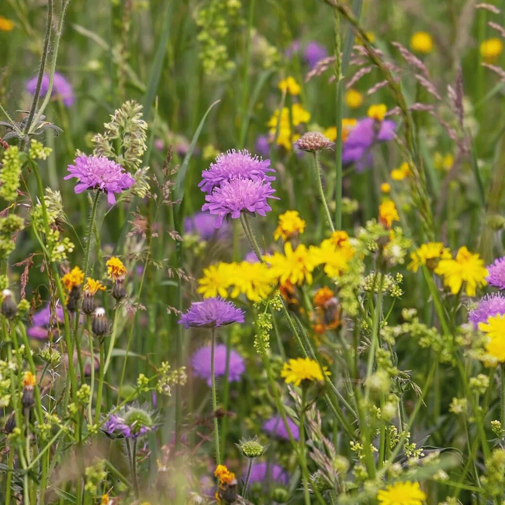 M4 - Laag Bloemrijk Graslandmengsel