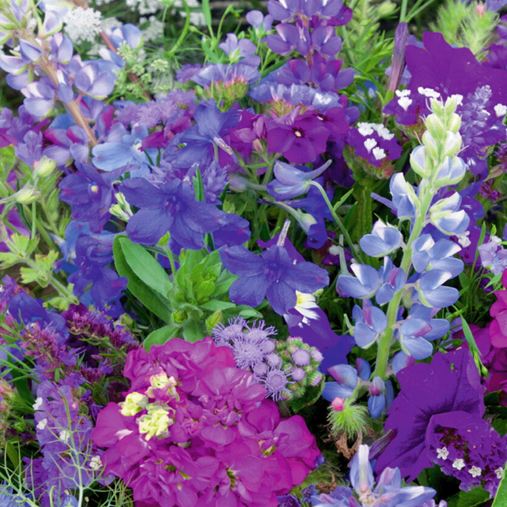 Zomerbloemen -  Blauwe Tinten Mix