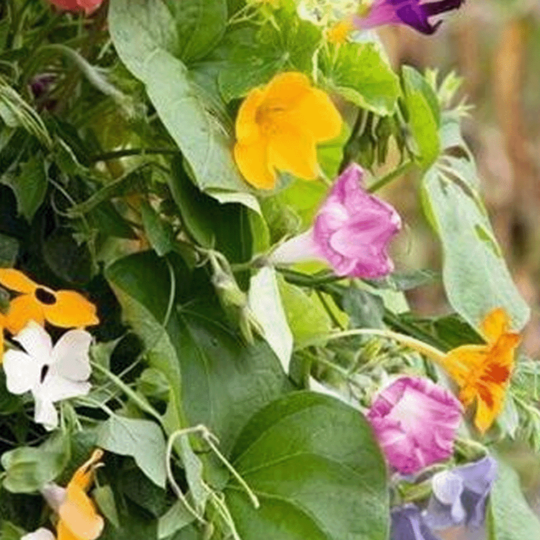 Klimplanten mengsel Klimplanten mengsel