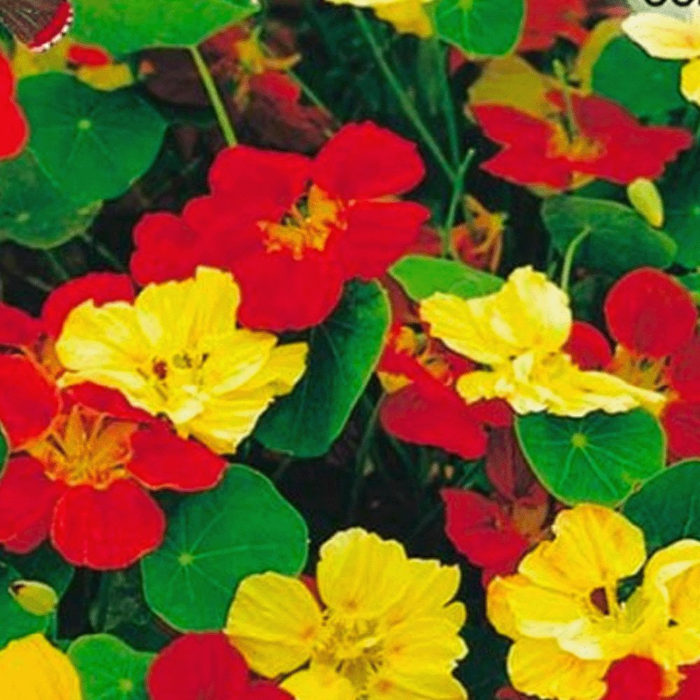 Oost-Indische kers 'Whirlybird Mix' - Tropaeolum majus nanum