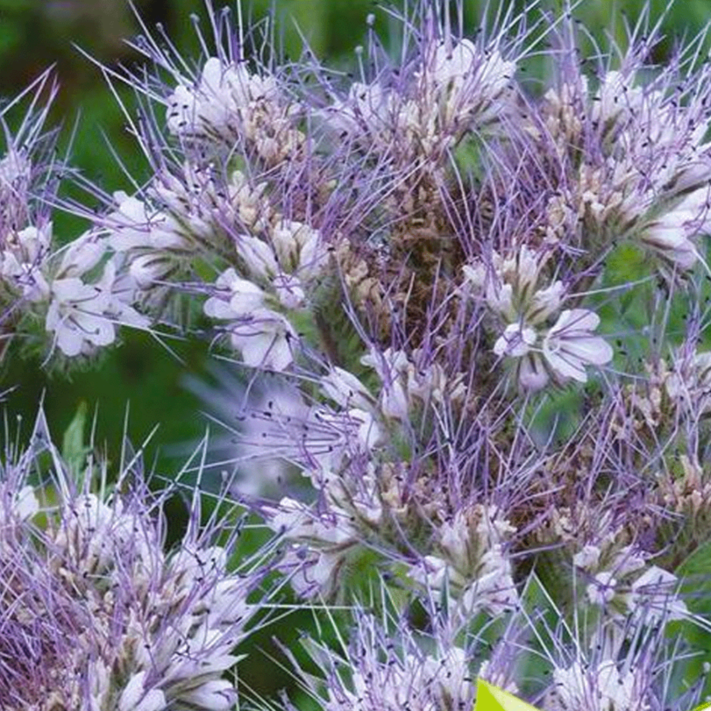 Phacelia Bijenvriend - Phacelia tanacetifolia