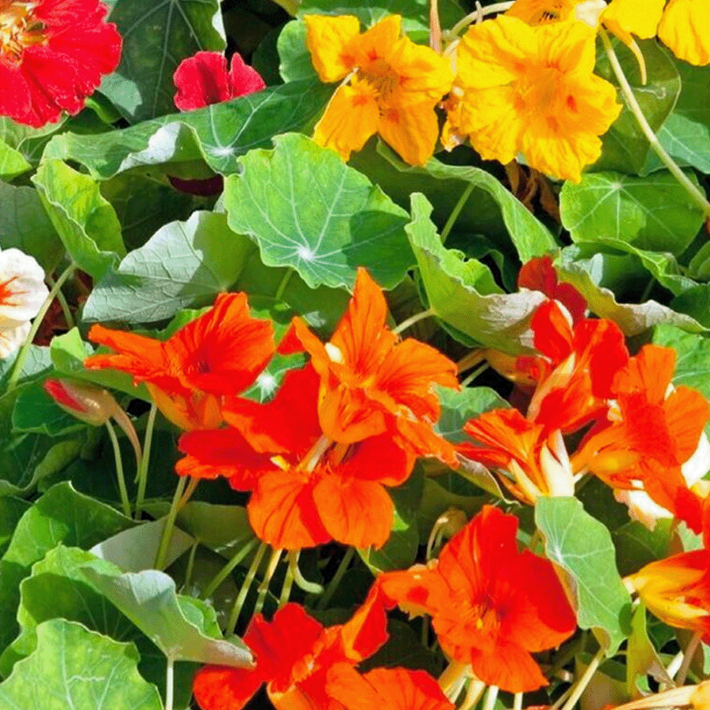 Oost-Indische Kers 'Jewel' - Tropaeolum