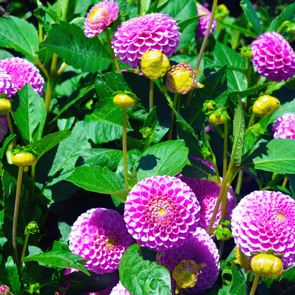 Dahlia Variabilis Pompon gemengd