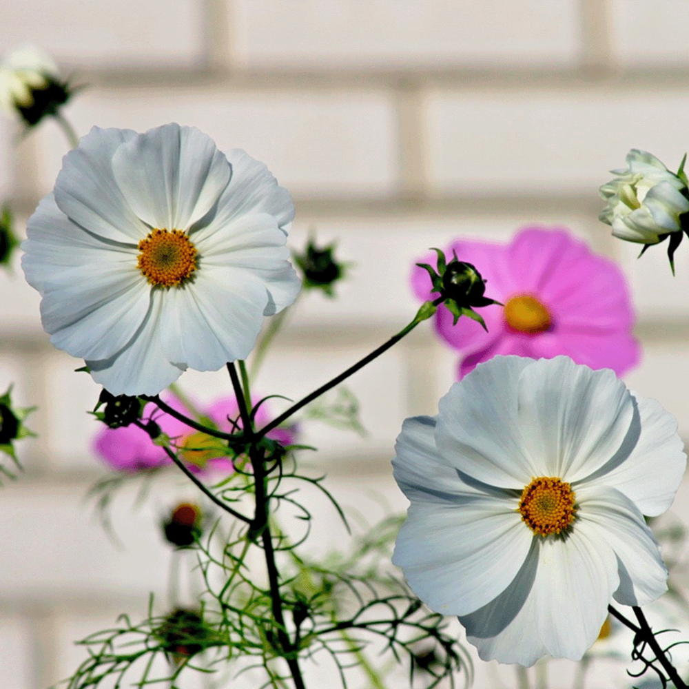 Cosmos Sensation gemengd - Cosmea