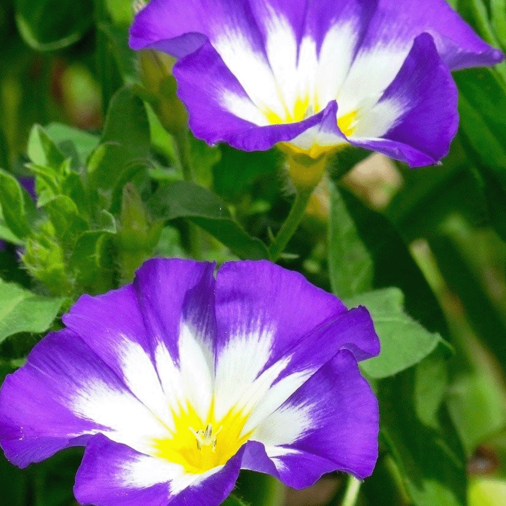 Dagschone - Convolvulus Tricolor