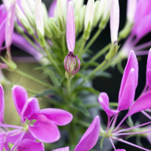 MRS Seeds & Mixtures Kattensnor 'Colour Fountain'