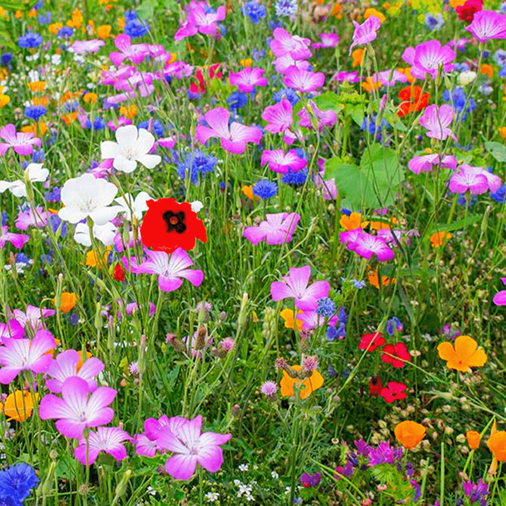 Wild bloemenmengsel 1- en meerjarig