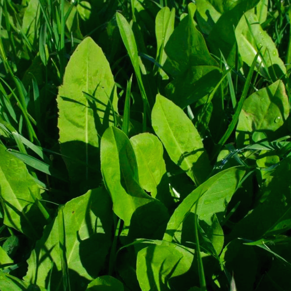 Cichorei ‘Choice’ - Cichorium