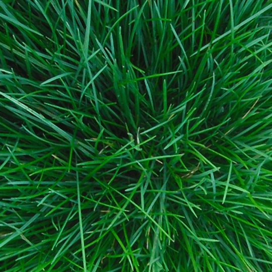 Roodzwenkgras fijn Roodzwenkgras fijn
