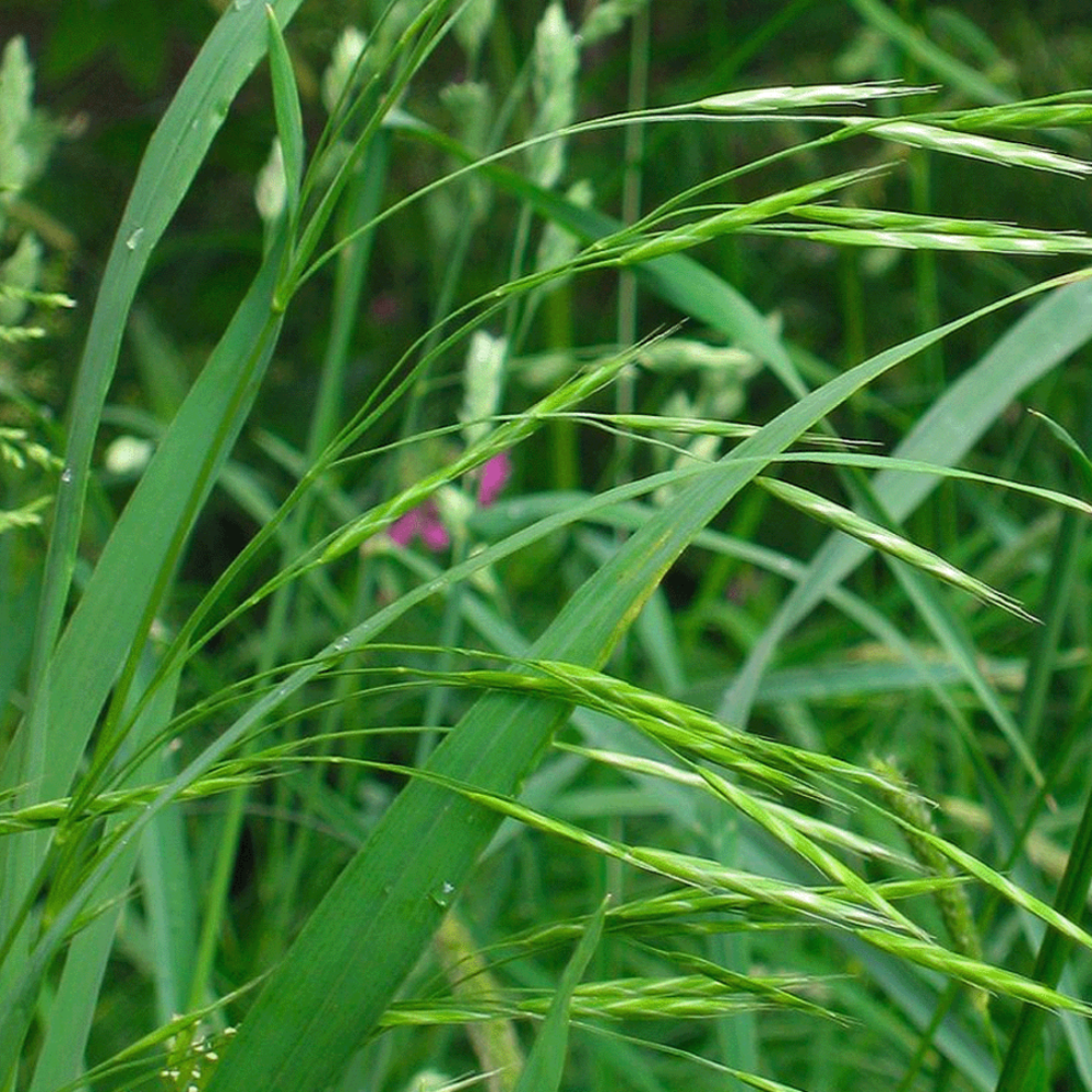 Rietzwenkgras - Festuca arundinacea