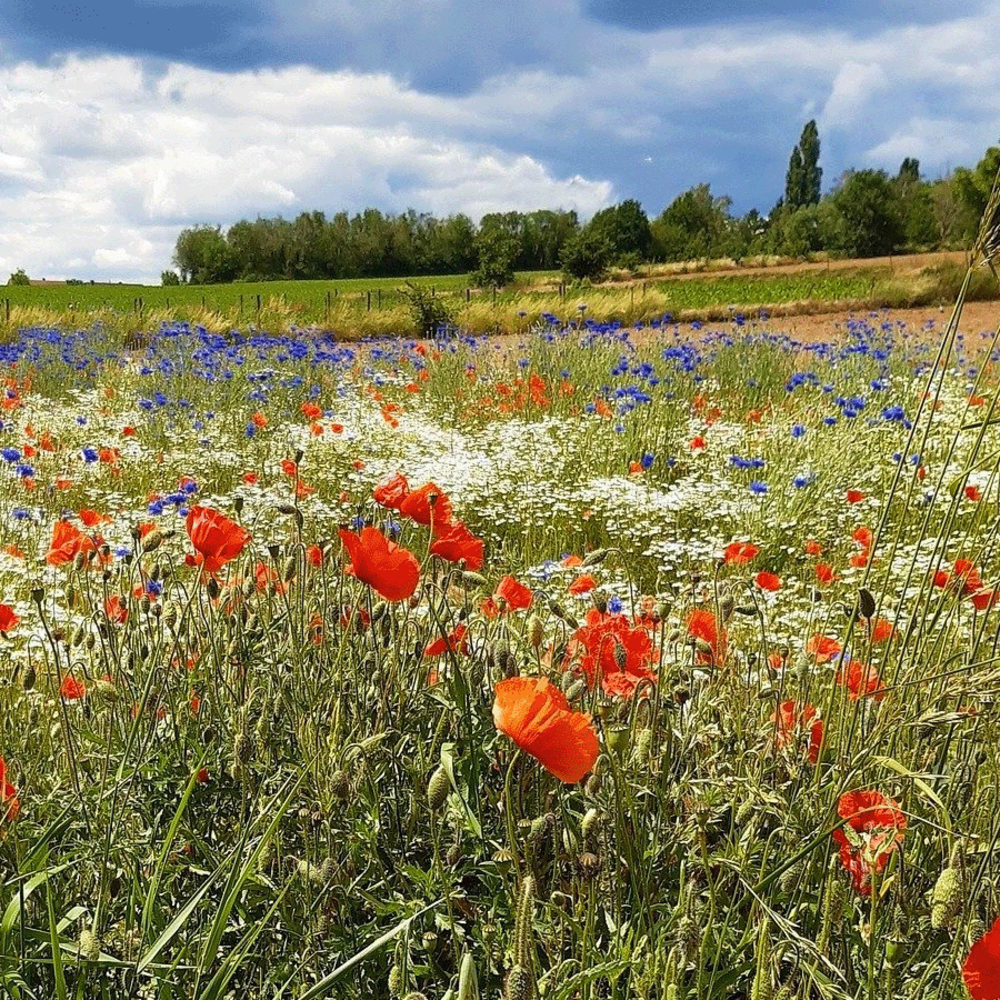 Akkerbloemen A6 - 1-jarig inheems