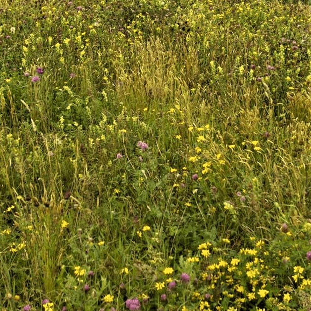 G5 - Bloemrijk Bermenmengsel Inheems