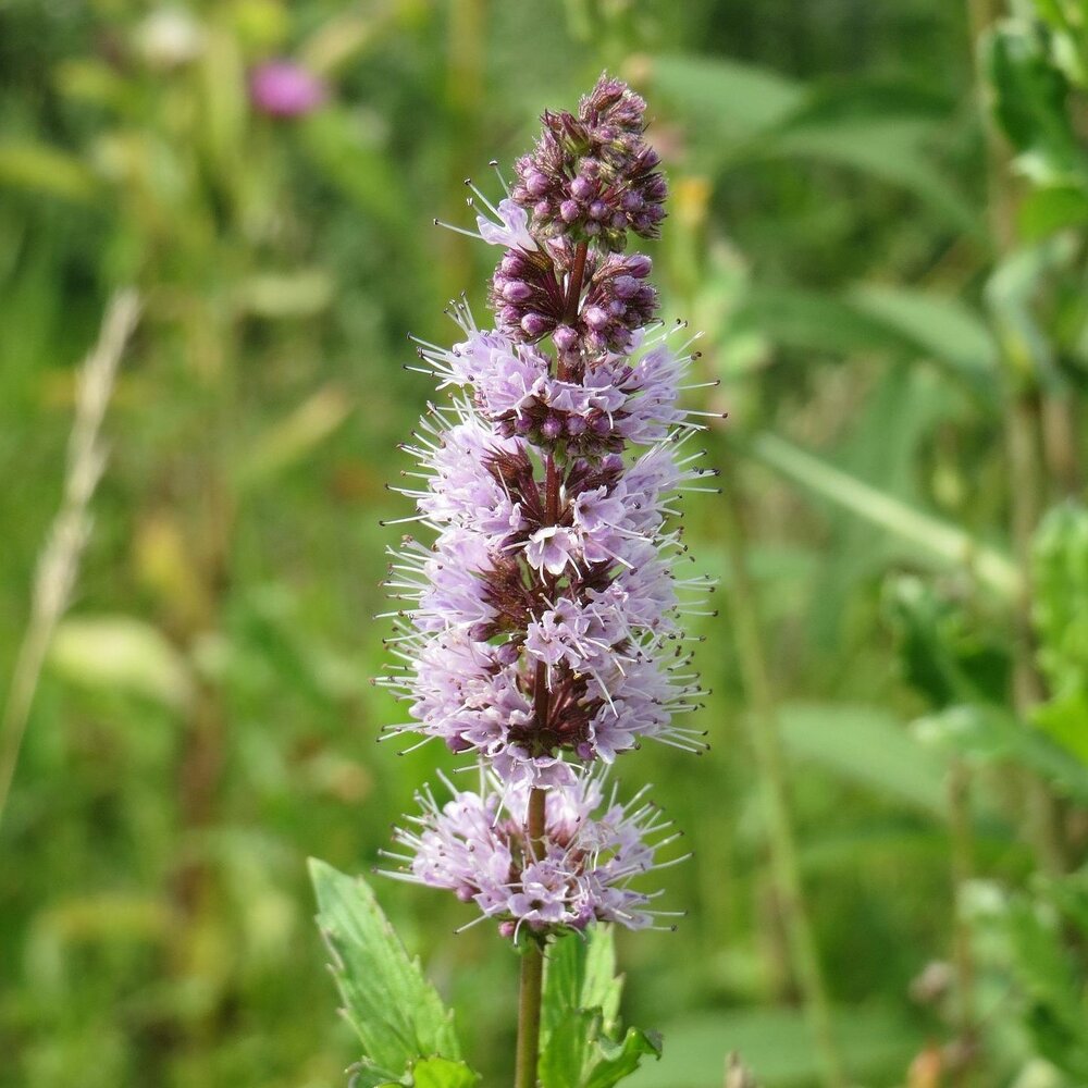 Kruizemunt - Mentha spicata