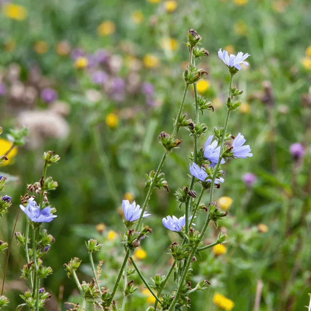 Grutto Inheems Bloemenmengsel & Weidevogels