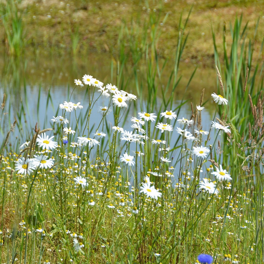 Stroomdal bloemenmengsel Inheems - Meerjarig