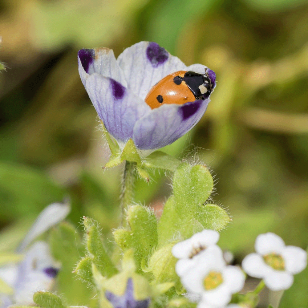 Biologisch Lieveheersbeestjes Bloemenmengsel