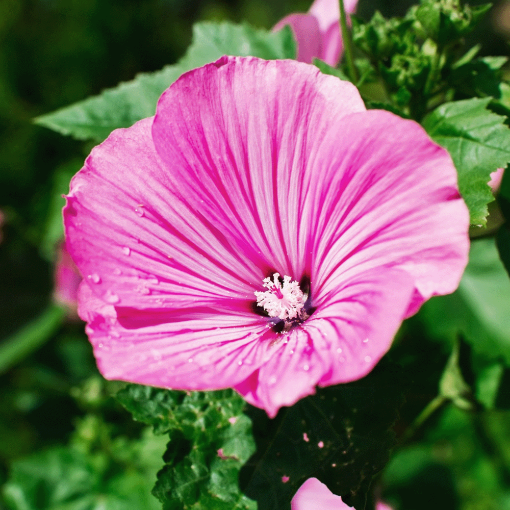 Biologisch Lieveheersbeestjes Bloemenmengsel