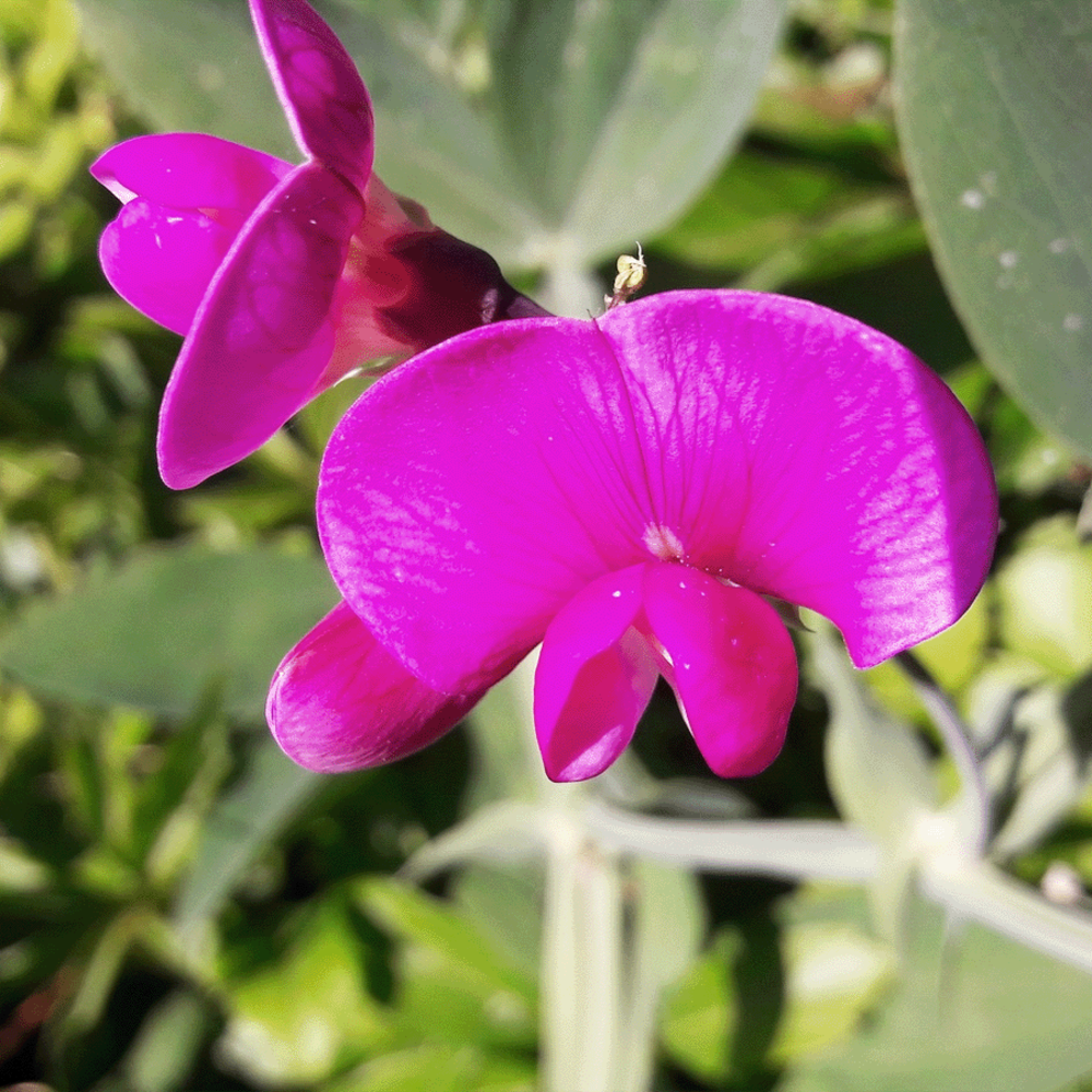 Biologisch Lieveheersbeestjes Bloemenmengsel