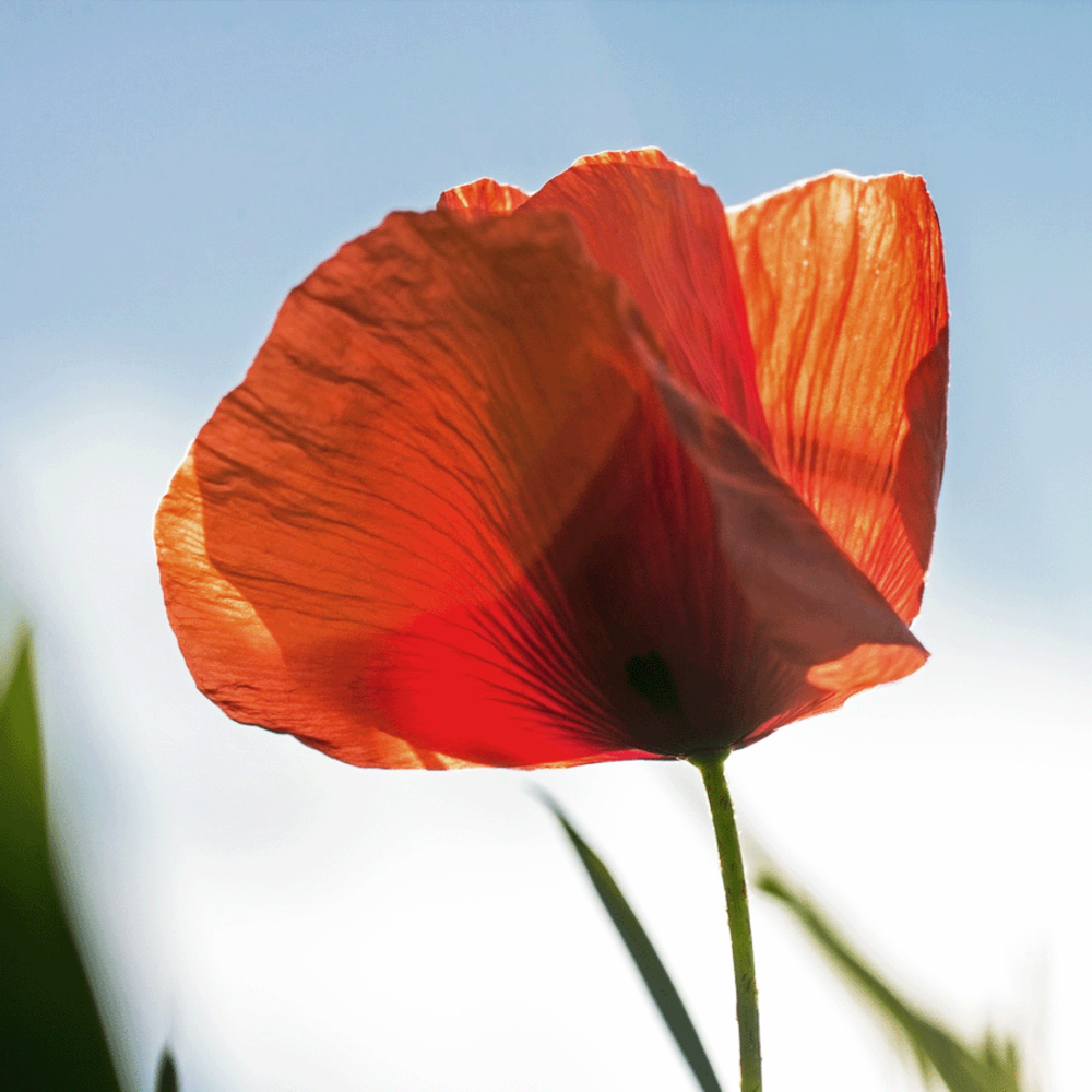 Biologisch Lieveheersbeestjes Bloemenmengsel