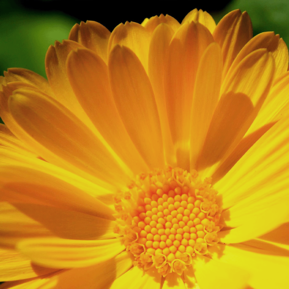 Biologisch Wildbloemenmengsel 1- en meerjarig