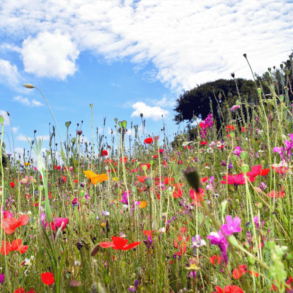 Biologisch Bloemenmengsel Vlinders