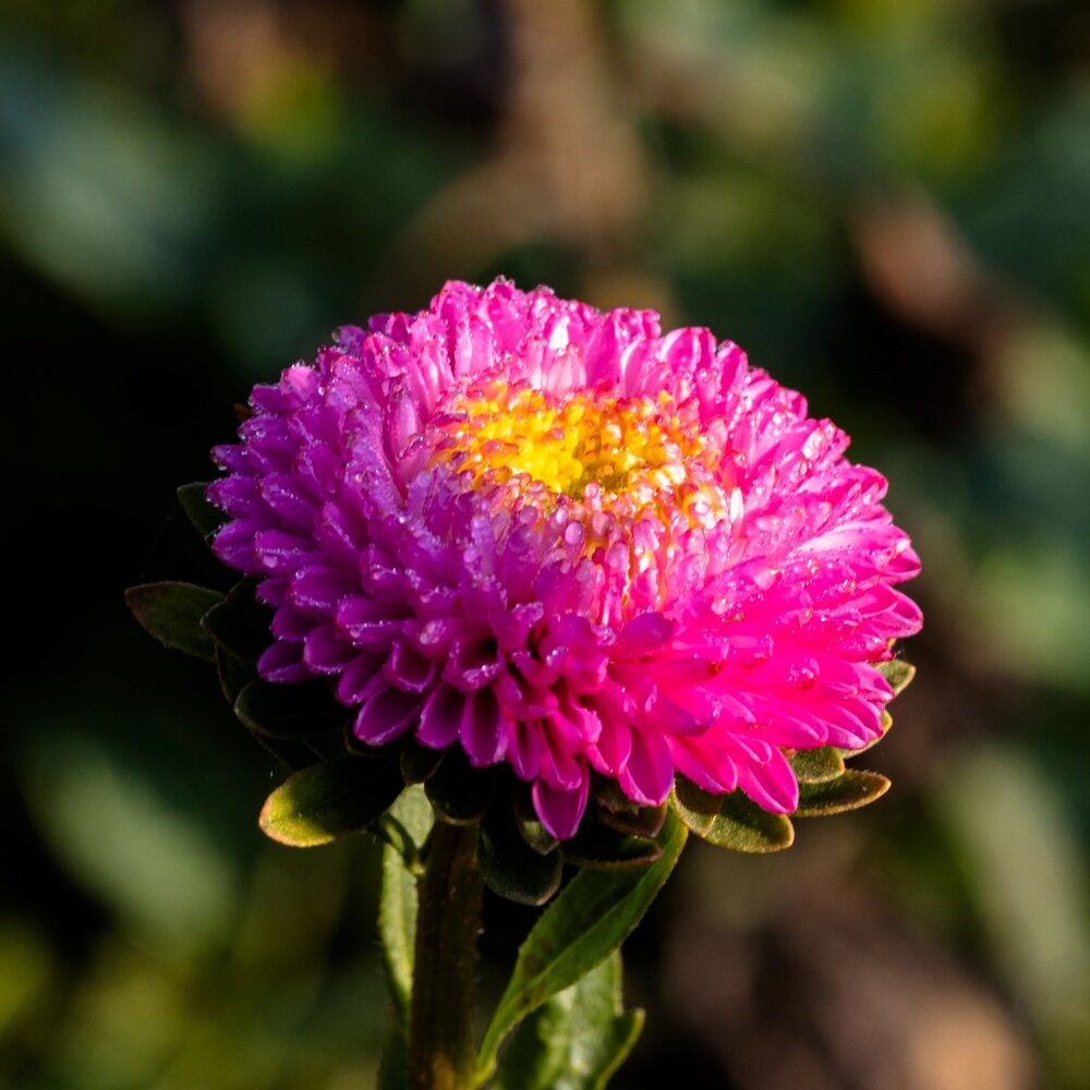 Zomeraster 'Pompon' - Callistephus chinensis