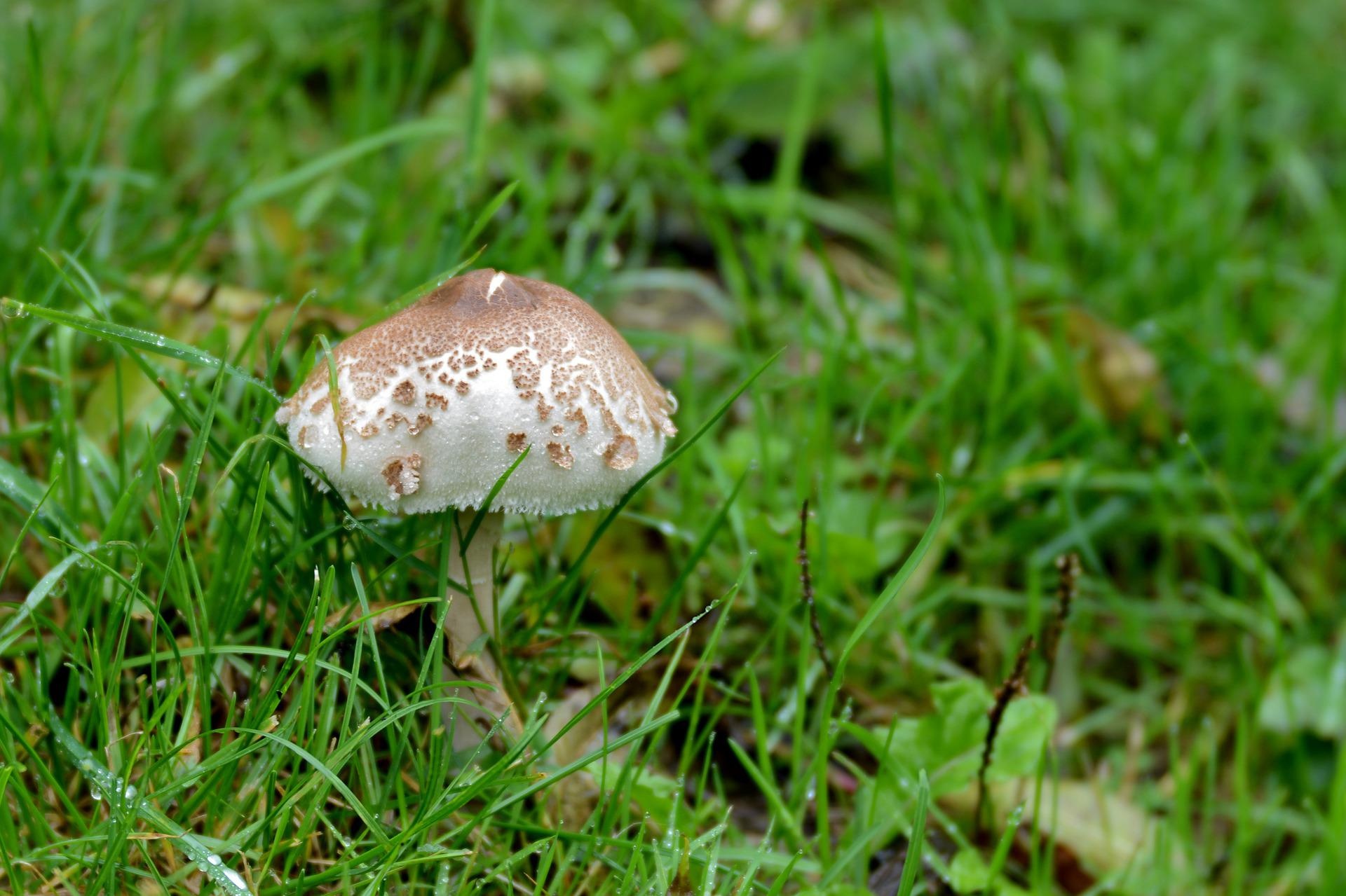 Paddenstoelen uit het gazon verwijderen