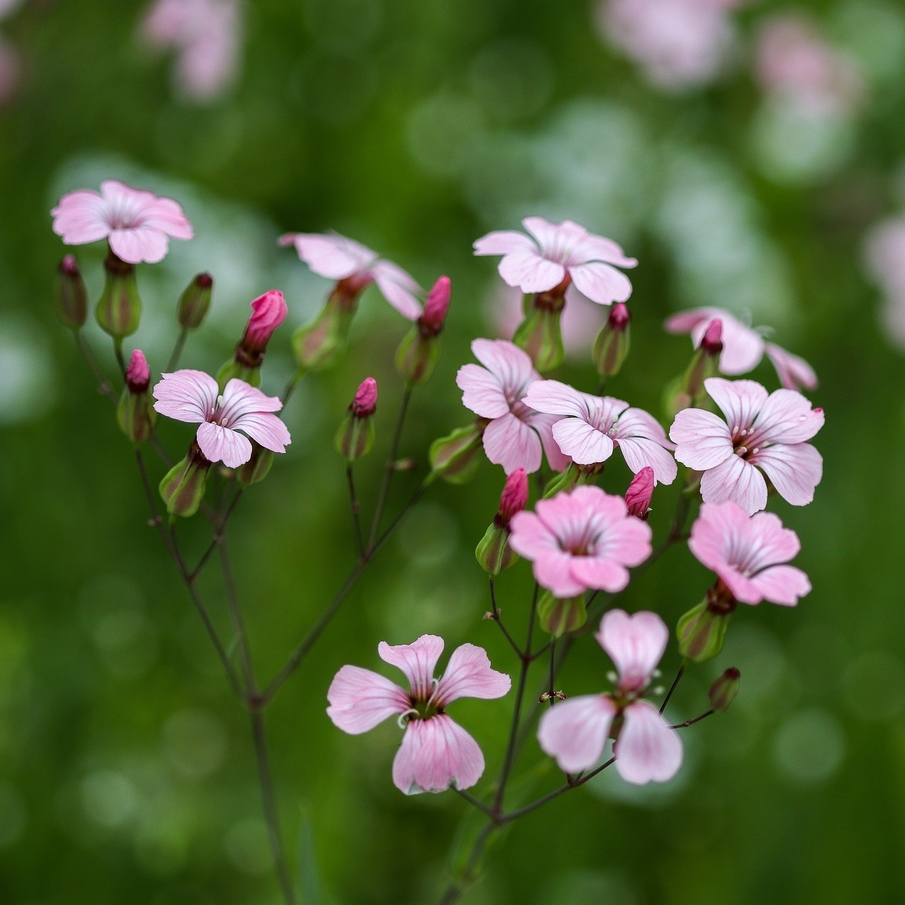 Zeepkruid in de bloei met roze bloemen