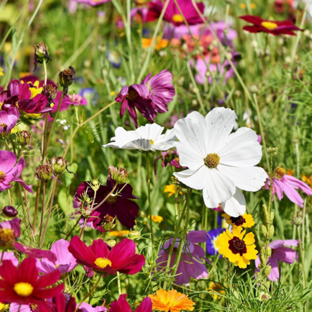 Bloemenmengsel voor Vlinders - Laag