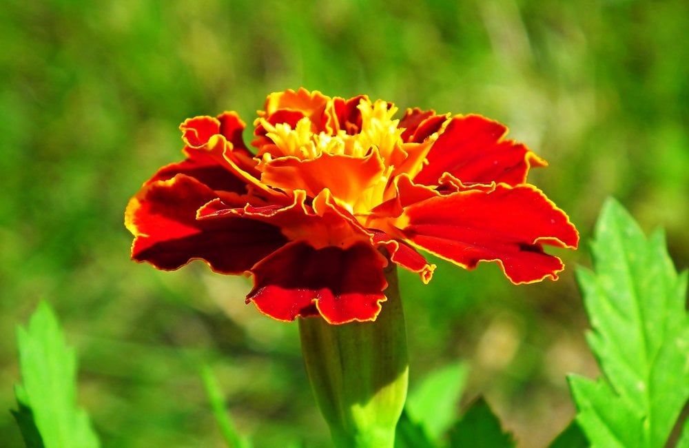 Afrikaantjes - Tagetes 