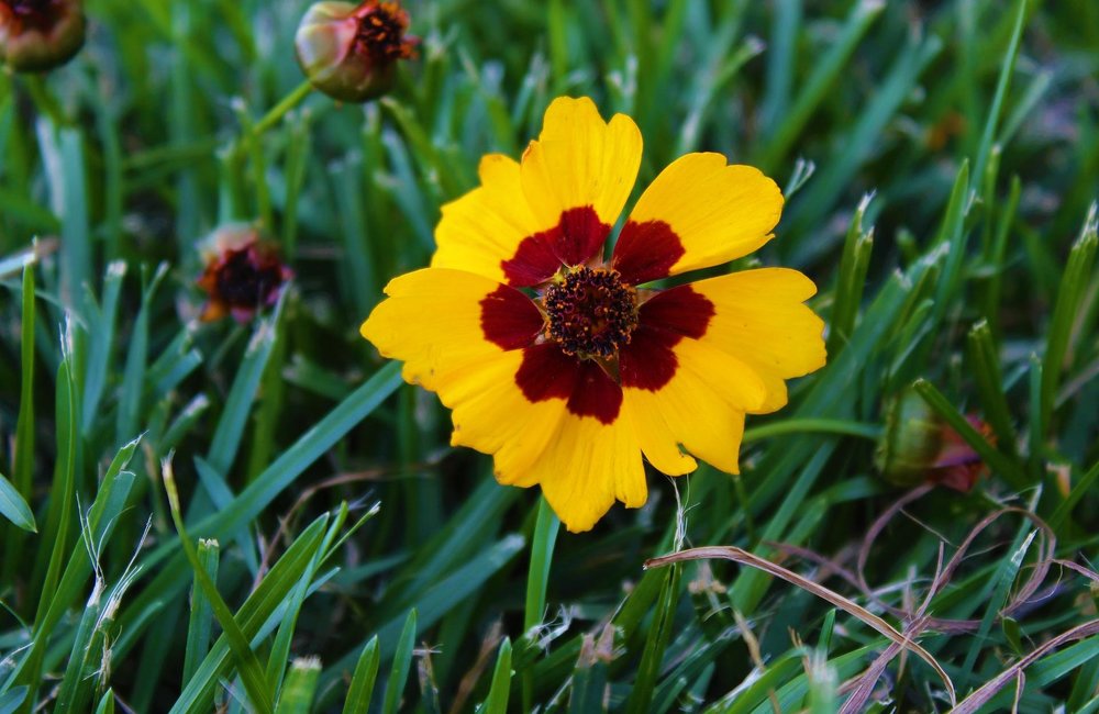 Meisjesogen - Coreopsis tinctorea 