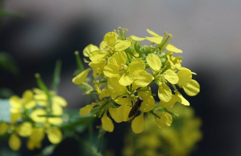 Gele mosterd - Sinapis alba