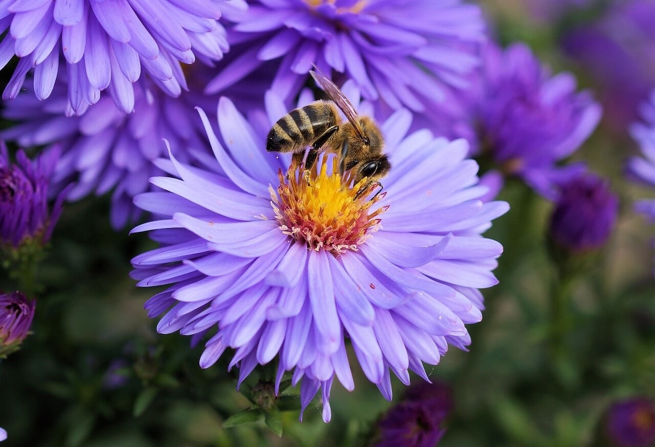 Begrip Veroveraar pop Top 10: beste bloemen voor bijen [TIPS!] - Graszaaddirect