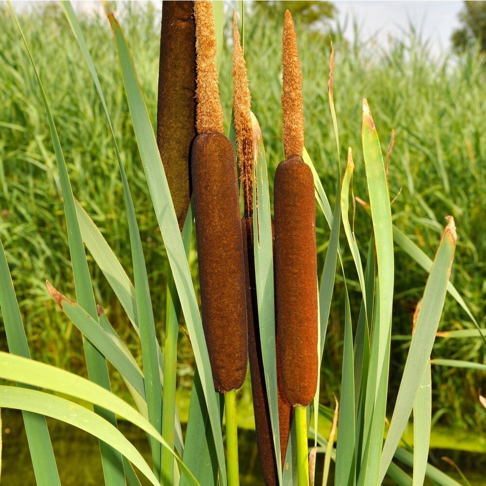 Grote lisdodde - Typha latifolia