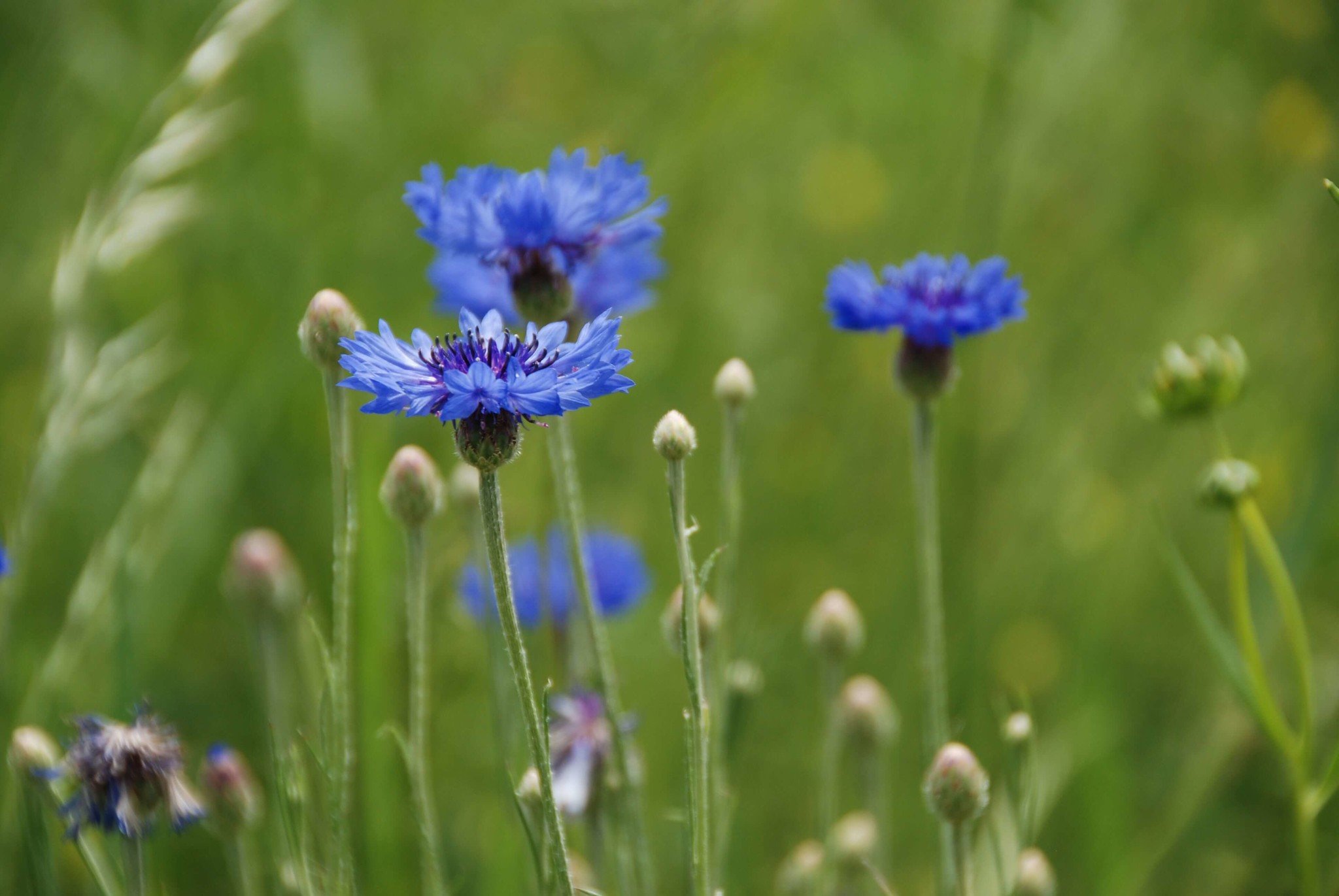 Korenbloem - Centaurea cyanus