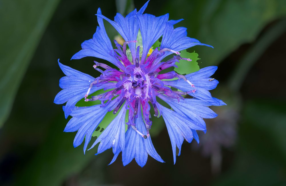 Korenbloem - Centaurea cyanus