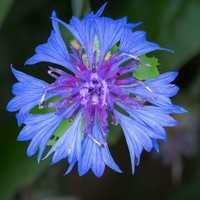 Korenbloem - Centaurea cyanus