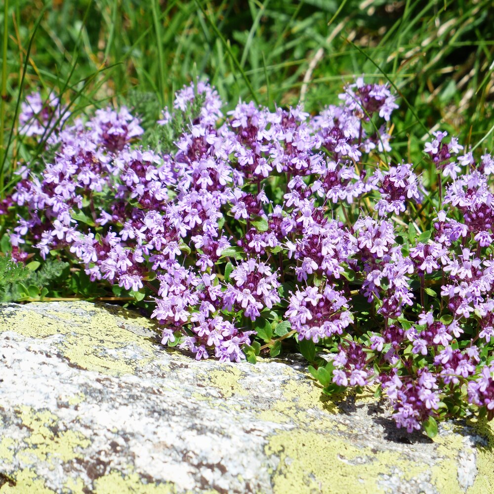 Kleine tijm - Thymus serpyllum