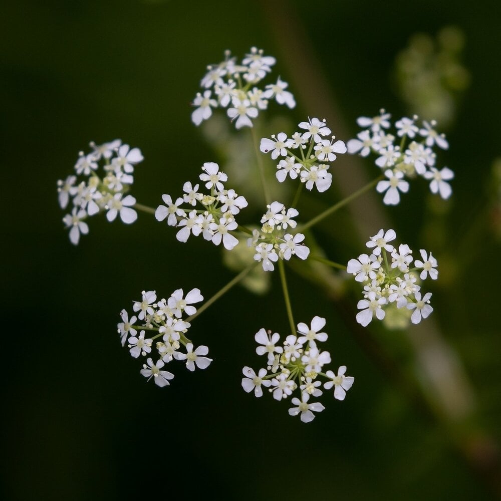 Fluitenkruid - Anthriscus sylvestris