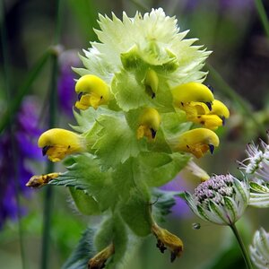 MRS Seeds & Mixtures Grote ratelaar -  Rhinanthus angustifolius