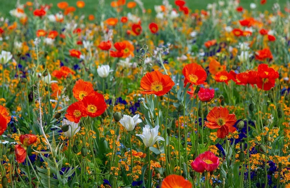 Welk bloemenmengsel moet ik kiezen?