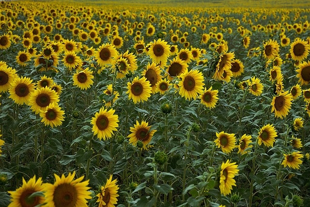 Zonnebloem draaiende bloemkop