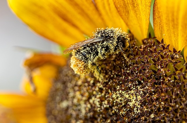 Bloemhart bestuivende insecten